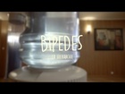 Bipèdes - la hiérarchie